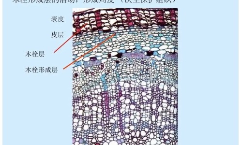 宝宝想说话 怎么引导-专业宝宝想说话但是说不出来怎么回事平台-宝宝想跟你说话